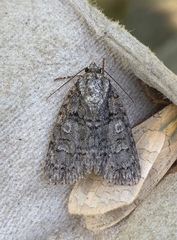 Acronicta tristis