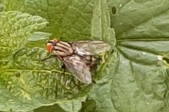 Musca domestica