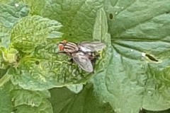 Musca domestica