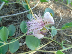 Capparis