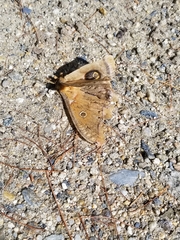 Antheraea