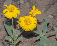 Arnica nevadensis