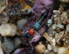 Paederidus ruficollis
