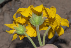 Arnica nevadensis