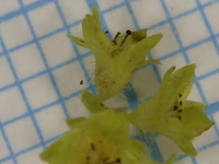 Alchemilla propinqua