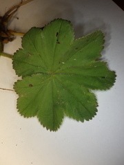 Alchemilla propinqua
