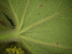 Alchemilla propinqua