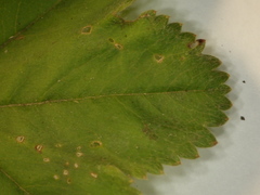 Alchemilla propinqua