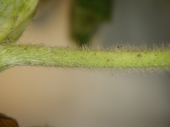 Alchemilla propinqua