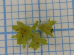 Alchemilla propinqua