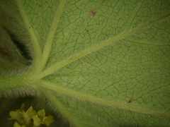 Alchemilla propinqua