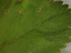 Alchemilla propinqua