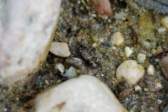 Asaphidion caraboides