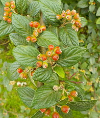 Cotoneaster sternianus