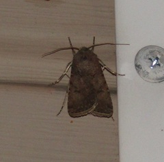 Agrotis segetum