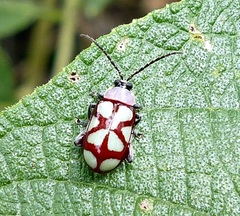 Omophoita magniguttis