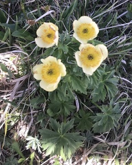 Trollius laxus