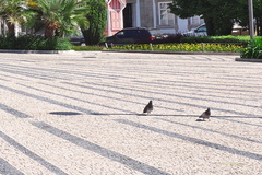 Columba livia domestica