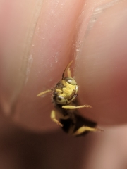 Calliopsis andreniformis