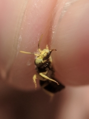 Calliopsis andreniformis