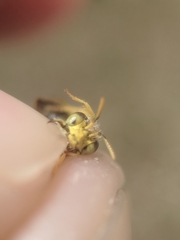 Calliopsis andreniformis