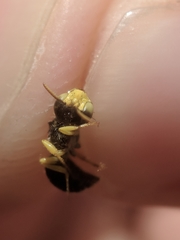Calliopsis andreniformis