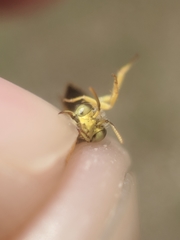 Calliopsis andreniformis