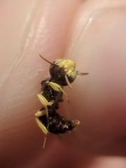 Calliopsis andreniformis