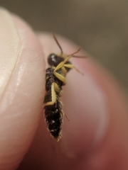 Calliopsis andreniformis