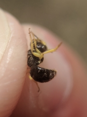 Calliopsis andreniformis