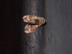 Chlumetia transversa