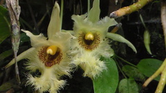 Chondroscaphe embreei