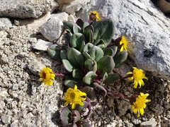 Senecio soldanella