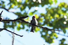 Carduelis carduelis