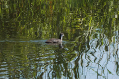 Fulica atra