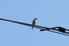 Carduelis carduelis