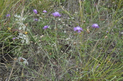 Centaurea jacea substituta