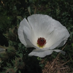 Argemone platyceras