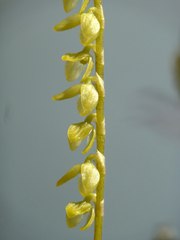 Stelis acutula