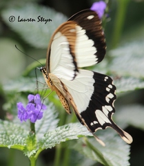 Papilio dardanus