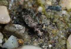 Asaphidion caraboides