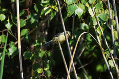 Cyanistes caeruleus