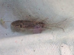 Polycentropus flavomaculatus