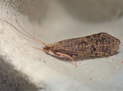 Cyrnus trimaculatus