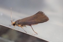 Crassa unitella