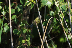 Cyanistes caeruleus