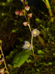 Stelis eublepharis