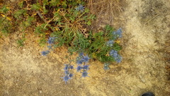 Eryngium dilatatum