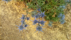 Eryngium dilatatum