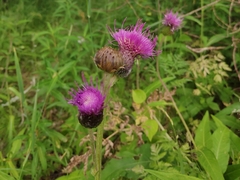 Cirsium heterophyllum